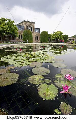 "Water lily pond, Wilhelma Zoo and Botanical Garden, Stuttgart, Baden-Wurttemberg, Germany, Europe" View Large Photo Image Stock Photo - "Water lily pond, Wilhelma Zoo and Botanical Garden, Stuttgart, Baden-Wurttemberg, Germany, Europe". Fotosearch