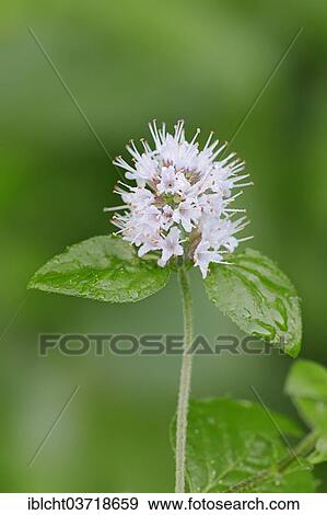 "Water Mint (Mentha aquatica), flower, North Rhine-Westphalia, Germany, Europe" View Large Photo Image Stock Photo - "Water Mint (Mentha aquatica), flower, North Rhine-Westphalia, Germany, Europe". Fotosearch