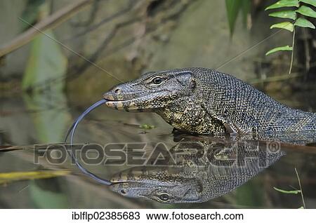 Stock Image - "Water Monitor (Varanus salvator), adult, close-up of head with tongue out, in tropical tidepool with reflection, Lang Tengah Island, Malaysia, Asia". Fotosearch