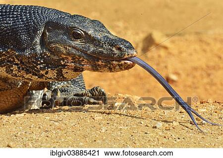 "Water Monitor (Varanus salvator salvator), Polonnaruwa, North Central Province, Sri Lanka, Asia" View Large Photo Image Stock Image - "Water Monitor (Varanus salvator salvator), Polonnaruwa, North Central Province, Sri Lanka, Asia". Fotosearch