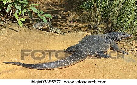 "Water Monitor (Varanus salvator salvator), Polonnaruwa, North Central Province, Sri Lanka, Asia" View Large Photo Image Stock Image - "Water Monitor (Varanus salvator salvator), Polonnaruwa, North Central Province, Sri Lanka, Asia". Fotosearch