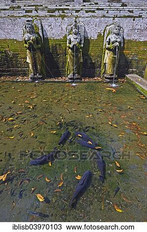 "Water pool with water spouts and fish in the Goa Gaja Elephant Temple, Bali, Indonesia, Asia" View Large Photo Image Stock Image - "Water pool with water spouts and fish in the Goa Gaja Elephant Temple, Bali, Indonesia, Asia". Fotosearch