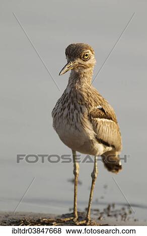"Water Thick-knee (Burhinus vermiculatus) at the lakeshore, Sunset Dam, Kruger National Park, South Africa, Africa" View Large Photo Image Stock Photo - "Water Thick-knee (Burhinus vermiculatus) at the lakeshore, Sunset Dam, Kruger National Park, South Africa, Africa". Fotosearch