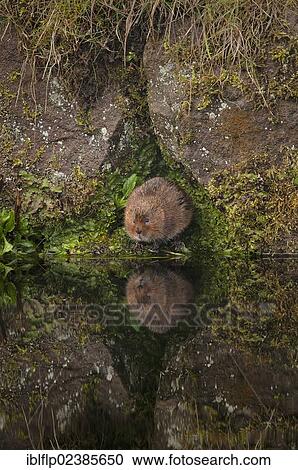 Stock Image - "Water Vole (Arvicola terrestris), adult, standing on canal bank with reflection, Matlock, Derbyshire, England, United Kingdom, Europe". Fotosearch