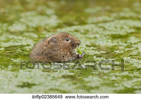 "Water Vole (Arvicola terrestris), adult, feeding on aquatic vegetation in water, Matlock, Derbyshire, England, United Kingdom, Europe" View Large Photo Image Stock Photo - "Water Vole (Arvicola terrestris), adult, feeding on aquatic vegetation in water, Matlock, Derbyshire, England, United Kingdom, Europe". Fotosearch