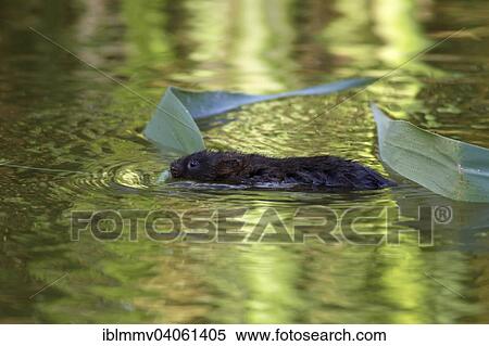 "Water Vole (Arvicola terrestris, synonym: Arvicola amphibius) with reed in the water, Middle Elbe Biosphere Reserve, Dessau-Rosslau, Saxony-Anhalt, Germany, Europe" View Large Photo Image Stock Photography - "Water Vole (Arvicola terrestris, synonym: Arvicola amphibius) with reed in the water, Middle Elbe Biosphere Reserve, Dessau-Rosslau, Saxony-Anhalt, Germany, Europe". Fotosearch