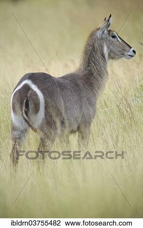 "Waterbuck antelope (Kobus ellipsiprymnus), female, Chobe Waterfront, Chobe National Park, North-West District, Botswana, Africa" View Large Photo Image Stock Image - "Waterbuck antelope (Kobus ellipsiprymnus), female, Chobe Waterfront, Chobe National Park, North-West District, Botswana, Africa". Fotosearch