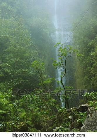"Waterfall in a Levada, an artificial watercourse, Ponta do Sol, Madeira, Portugal, Europe" View Large Photo Image Stock Image - "Waterfall in a Levada, an artificial watercourse, Ponta do Sol, Madeira, Portugal, Europe". Fotosearch