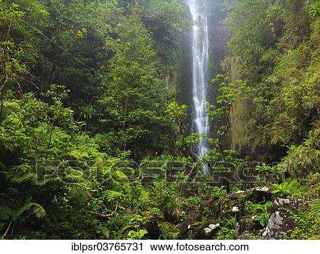 "Waterfall of a Levada, artificial watercourse, Ponta do Sol, Madeira, Portugal, Europe" View Large Photo Image Stock Image - "Waterfall of a Levada, artificial watercourse, Ponta do Sol, Madeira, Portugal, Europe". Fotosearch