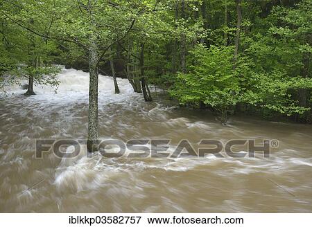 "Waterfall on the Selke River during a flood, torrential floods, trees flooded by water, Alexisbad, Saxony-Anhalt, Germany, Europe" View Large Photo Image Stock Photo - "Waterfall on the Selke River during a flood, torrential floods, trees flooded by water, Alexisbad, Saxony-Anhalt, Germany, Europe". Fotosearch