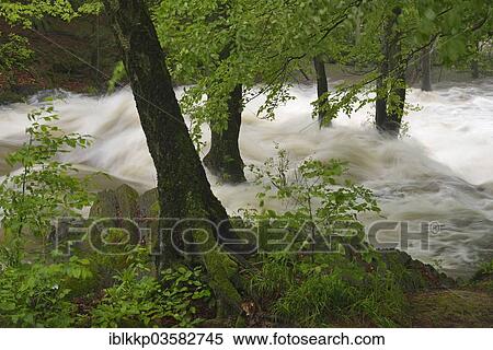 "Waterfall on the Selke River during a flood, torrential floods, Alexisbad, Saxony-Anhalt, Germany, Europe" View Large Photo Image Stock Photography - "Waterfall on the Selke River during a flood, torrential floods, Alexisbad, Saxony-Anhalt, Germany, Europe". Fotosearch
