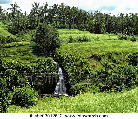 "Waterfall, rice paddies, terraced fields and coconut trees, Ubud, Bali, Sudostasien, Indonesia, Asia" View Large Photo Image Stock Image - "Waterfall, rice paddies, terraced fields and coconut trees, Ubud, Bali, Sudostasien, Indonesia, Asia". Fotosearch