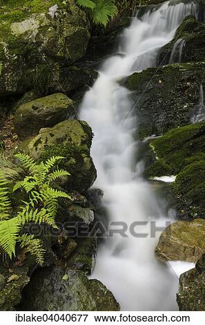 "Waterfall with ferns, Hoegne Gorge, High Fens–Eifel Nature Park, Hohe Venn region, Hautes Fagnes, Belgium, Europe" View Large Photo Image Stock Photo - "Waterfall with ferns, Hoegne Gorge, High Fens–Eifel Nature Park, Hohe Venn region, Hautes Fagnes, Belgium, Europe". Fotosearch