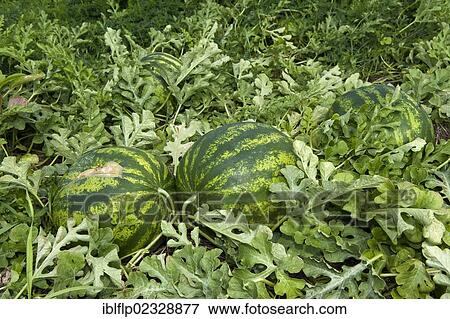 "Watermelon (Citrullus vulgaris), fruit, organic crop growing in field, Pennsylvania, USA" View Large Photo Image Stock Photo - "Watermelon (Citrullus vulgaris), fruit, organic crop growing in field, Pennsylvania, USA". Fotosearch