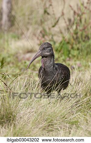 Stock Image - "Wattled Ibis (Bostrychia carunculata), Simien Mountains National Park, Amhara Region, Ethiopia, Africa". Fotosearch