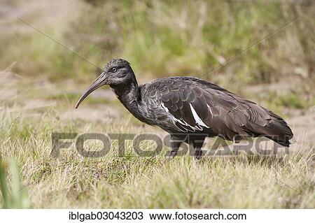 "Wattled Ibis (Bostrychia carunculata), Simien Mountains National Park, Amhara Region, Ethiopia, Africa" View Large Photo Image Stock Image - "Wattled Ibis (Bostrychia carunculata), Simien Mountains National Park, Amhara Region, Ethiopia, Africa". Fotosearch
