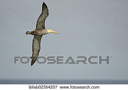 Stock Photo - "Waved Albatross or Galapagos Albatross (Phoebastria irrorata), in flight, Espanola Island, Galapagos Islands, UNESCO World Heritage Site, Ecuador, South America". Fotosearch
