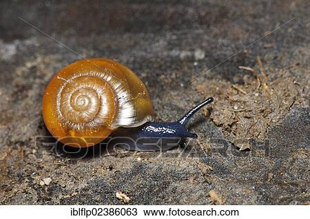 "Waxy Glass-snail (Aegopinella nitidula), Crossness Nature Reserve, Bexley, Kent, England, United Kingdom, Europe" View Large Photo Image Stock Image - "Waxy Glass-snail (Aegopinella nitidula), Crossness Nature Reserve, Bexley, Kent, England, United Kingdom, Europe". Fotosearch