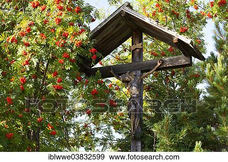 Stock Photo - "Wayside cross, rowan berry shrub, Seiser Alm, Alto Adige, Italy, Europe". Fotosearch