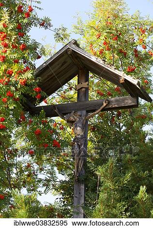 Stock Photography - "Wayside cross, rowan berry shrub, Seiser Alm, Alto Adige, Italy, Europe". Fotosearch