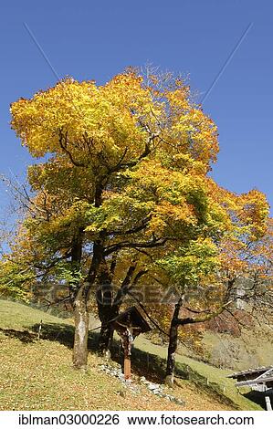 Stock Photograph - "Wayside cross under a maple tree in autumn, Allgaeu Alps, Gerstruben, Oberstdorf, Oberallgau, Allgau, Swabia, Bavaria, Germany, Europe". Fotosearch