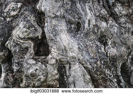 Stock Photo - "Weathered bark of an Oak tree (Quercus sp. ), Vogesen, Hohneck, Alsace, France, Europe". Fotosearch