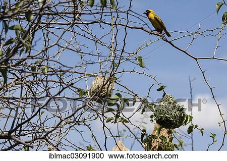 Stock Image - "Weaver Bird, Masked Weaver bird (Ploceus velatus), perched on a branch with nests, Namibia, Africa". Fotosearch