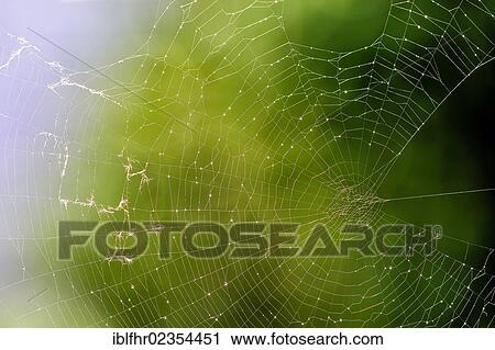 "Web of a European Garden Spider or Cross Orbweaver (Araneus diadematus) with drops of water, Grevenbroich, North Rhine-Westphalia, Germany, Europe" View Large Photo Image Stock Image - "Web of a European Garden Spider or Cross Orbweaver (Araneus diadematus) with drops of water, Grevenbroich, North Rhine-Westphalia, Germany, Europe". Fotosearch