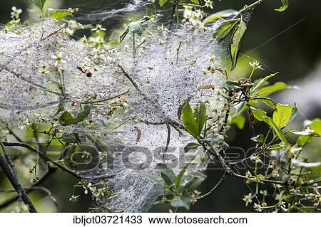 "Web of the Oak Processionary (Thaumetopoea processionea), nest of caterpillars, North Rhine-Westphalia, Germany, Europe" View Large Photo Image Stock Image - "Web of the Oak Processionary (Thaumetopoea processionea), nest of caterpillars, North Rhine-Westphalia, Germany, Europe". Fotosearch