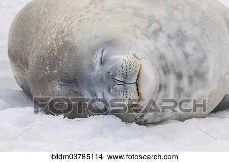 "Weddell Seal (Leptonychotes weddellii), Paulet Island, Antarctic Peninsula" View Large Photo Image Picture - "Weddell Seal (Leptonychotes weddellii), Paulet Island, Antarctic Peninsula". Fotosearch