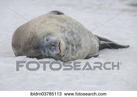 "Weddell Seal (Leptonychotes weddellii), Paulet Island, Antarctic Peninsula" View Large Photo Image Stock Image - "Weddell Seal (Leptonychotes weddellii), Paulet Island, Antarctic Peninsula". Fotosearch