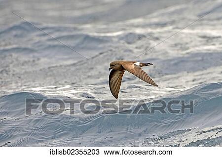 "Wedge-rumped Storm-Petrel (Oceanodroma tethys), Floreana Island, Galapagos Islands, UNESCO World Natural Heritage Site, Ecuador, South America" View Large Photo Image Stock Image - "Wedge-rumped Storm-Petrel (Oceanodroma tethys), Floreana Island, Galapagos Islands, UNESCO World Natural Heritage Site, Ecuador, South America". Fotosearch