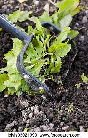 "Weeding the soil with gardening tool, Sweden, Europe" View Large Photo Image Stock Image - "Weeding the soil with gardening tool, Sweden, Europe". Fotosearch
