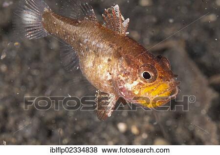 Stock Photo - "Weedy Cardinalfish (Foa fo), adult, protectively carrying eggs in mouth, Lembeh Straits, Sulawesi, Sunda Islands, Indonesia, Southeast Asia, Asia". Fotosearch