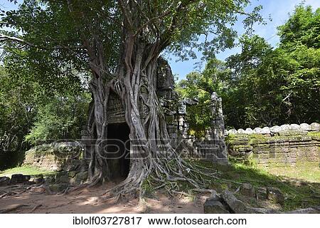 "Weeping Fig, Benjamin's Fig or Ficus Tree (Ficus altissima) overgrown on a gate with the head of Buddha at the entrance to the Buddhist Temple Complex of Ta Som, built from 1190-1210 under Jayavarman VII, Angkor Wat, Siem Reap, Cambodia, Asia" View Large Photo Image Stock Photo - "Weeping Fig, Benjamin's Fig or Ficus Tree (Ficus altissima) overgrown on a gate with the head of Buddha at the entrance to the Buddhist Temple Complex of Ta Som, built from 1190-1210 under Jayavarman VII, Angkor Wat, Siem Reap, Cambodia, Asia". Fotosearch