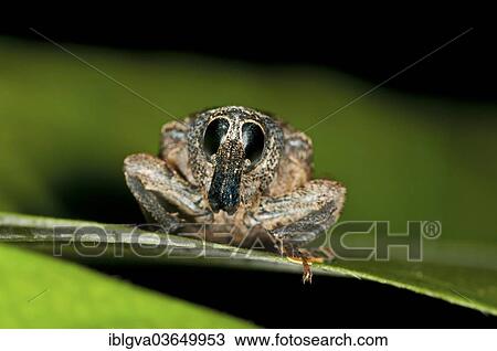 "Weevil (Curculio sp. ), Tambopata Nature Reserve, Madre de Dios Region, Peru, South America" View Large Photo Image Stock Image - "Weevil (Curculio sp. ), Tambopata Nature Reserve, Madre de Dios Region, Peru, South America". Fotosearch