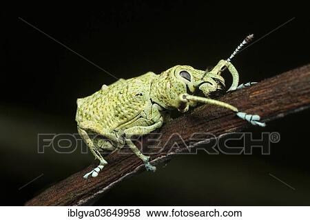 "Weevil (Curculio sp. ), Tambopata Nature Reserve, Madre de Dios Region, Peru, South America" View Large Photo Image Stock Photo - "Weevil (Curculio sp. ), Tambopata Nature Reserve, Madre de Dios Region, Peru, South America". Fotosearch