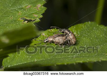 Stock Photograph - "Weevil (Peritelus familiaris) in copula, Monchbruch Nature Reserve, Morfelden, Hesse, Germany, Europe". Fotosearch