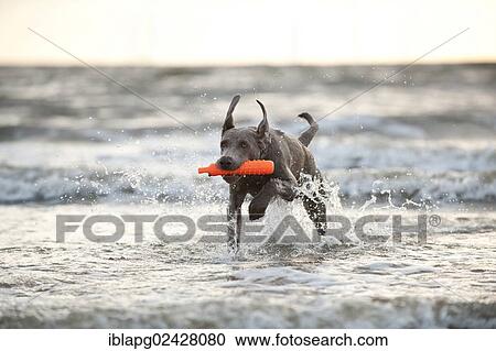 "Weimaraner dog fetching a toy out of the water, St. Peter-Ording, Schleswig-Holstein, Germany, Europe" View Large Photo Image Stock Image - "Weimaraner dog fetching a toy out of the water, St. Peter-Ording, Schleswig-Holstein, Germany, Europe". Fotosearch