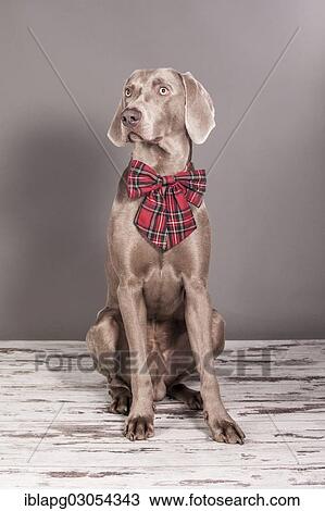 "Weimaraner dog, sitting with a bow tied around its neck" View Large Photo Image Stock Image - "Weimaraner dog, sitting with a bow tied around its neck". Fotosearch