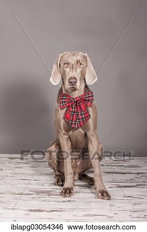 "Weimaraner dog, sitting with a bow tied around its neck" View Large Photo Image Stock Photograph - "Weimaraner dog, sitting with a bow tied around its neck". Fotosearch
