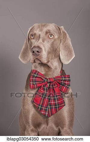 "Weimaraner dog, with a bow tied around its neck" View Large Photo Image Stock Image - "Weimaraner dog, with a bow tied around its neck". Fotosearch