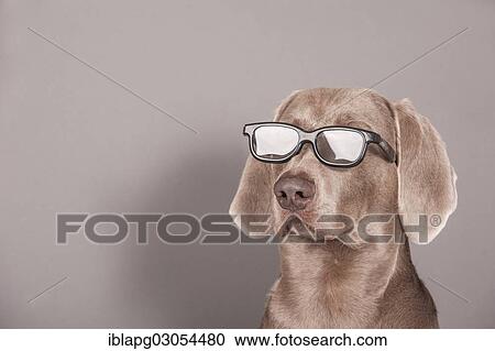 "Weimaraner dog with glasses, portrait" View Large Photo Image Stock Image - "Weimaraner dog with glasses, portrait". Fotosearch