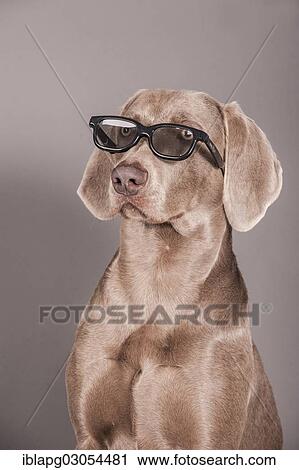 "Weimaraner dog with glasses, portrait" View Large Photo Image Stock Image - "Weimaraner dog with glasses, portrait". Fotosearch