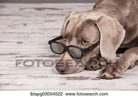 "Weimaraner dog with glasses, portrait" View Large Photo Image Stock Image - "Weimaraner dog with glasses, portrait". Fotosearch