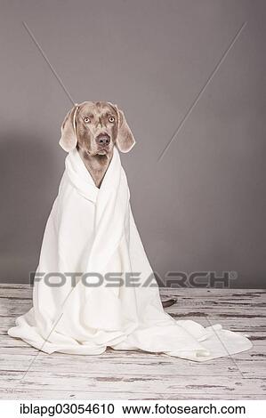 Weimaraner dog wrapped in a blanket View Large Photo Image Stock Image - Weimaraner dog wrapped in a blanket. Fotosearch