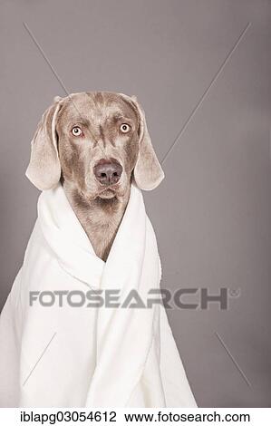 Weimaraner dog wrapped in a blanket View Large Photo Image Stock Image - Weimaraner dog wrapped in a blanket. Fotosearch
