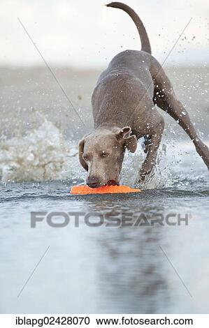 Stock Image - "Weimaraner fetching a toy out of the water, St. Peter-Ording, Schleswig-Holstein, Germany, Europe". Fotosearch