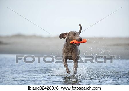 "Weimaraner fetching a toy out of the water, St. Peter-Ording, Schleswig-Holstein, Germany, Europe" View Large Photo Image Stock Photograph - "Weimaraner fetching a toy out of the water, St. Peter-Ording, Schleswig-Holstein, Germany, Europe". Fotosearch