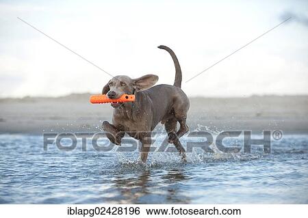 Weimaraner fetching a toy out of the water View Large Photo Image Stock Photograph - Weimaraner fetching a toy out of the water. Fotosearch
